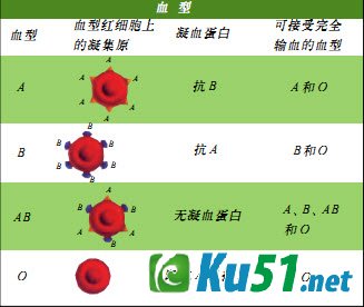 为什么血型不合就不能进行输血？