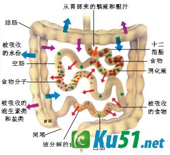 胃切除后为什么还能消化食物？