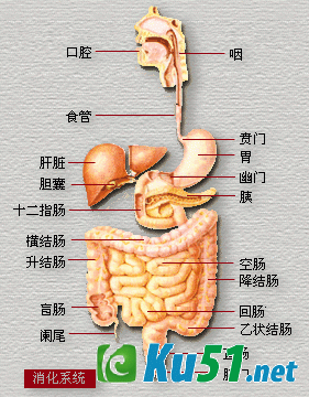 人是怎样消化食物的?