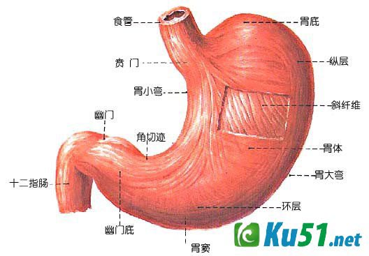 为什么胃不会消化自己?