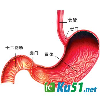 肚子饿了为什么会叫?