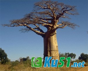 为什么非洲人如此喜爱“大胖子”树？