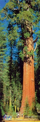 为什么巨杉是 “世界巨木之首”？