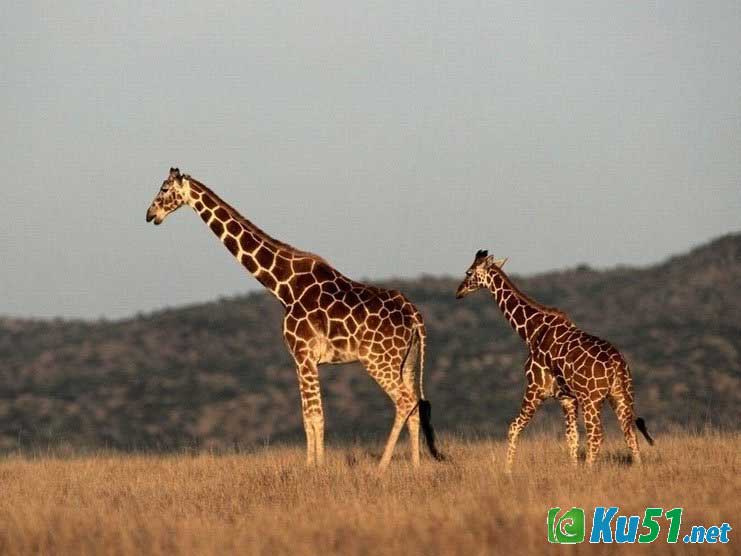 为什么长颈鹿的脖子特别长？