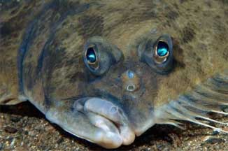 为什么比目鱼的眼睛长在同一侧