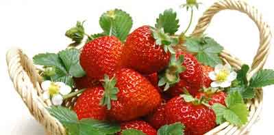 草莓是植物的哪个部分？